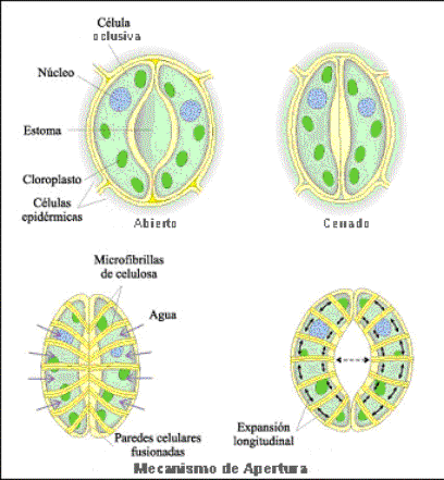 Biología Aplicada 4ºA-1-2014: VISUALIZACIÓN DE CÉLULAS VEGETALES Y ...