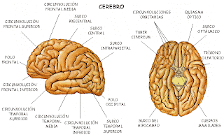 BIOLOGIA: BIOLOGIA