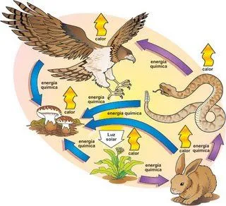 Biologia: Cadenas y tramas alimentarias.