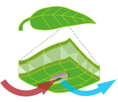 BIOLOGÍA EN EL CECYTEM: RESPIRACIÓN