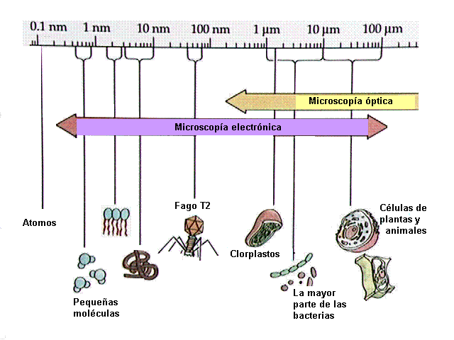 BIOLOGIA: Célula