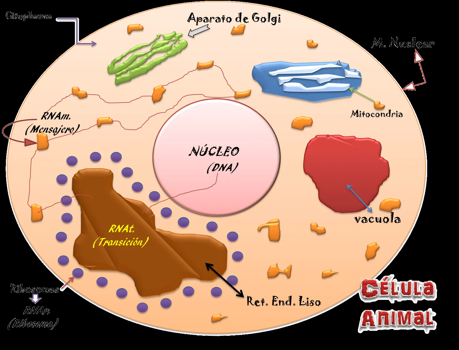 BIOLOGIA: La Celula Animal