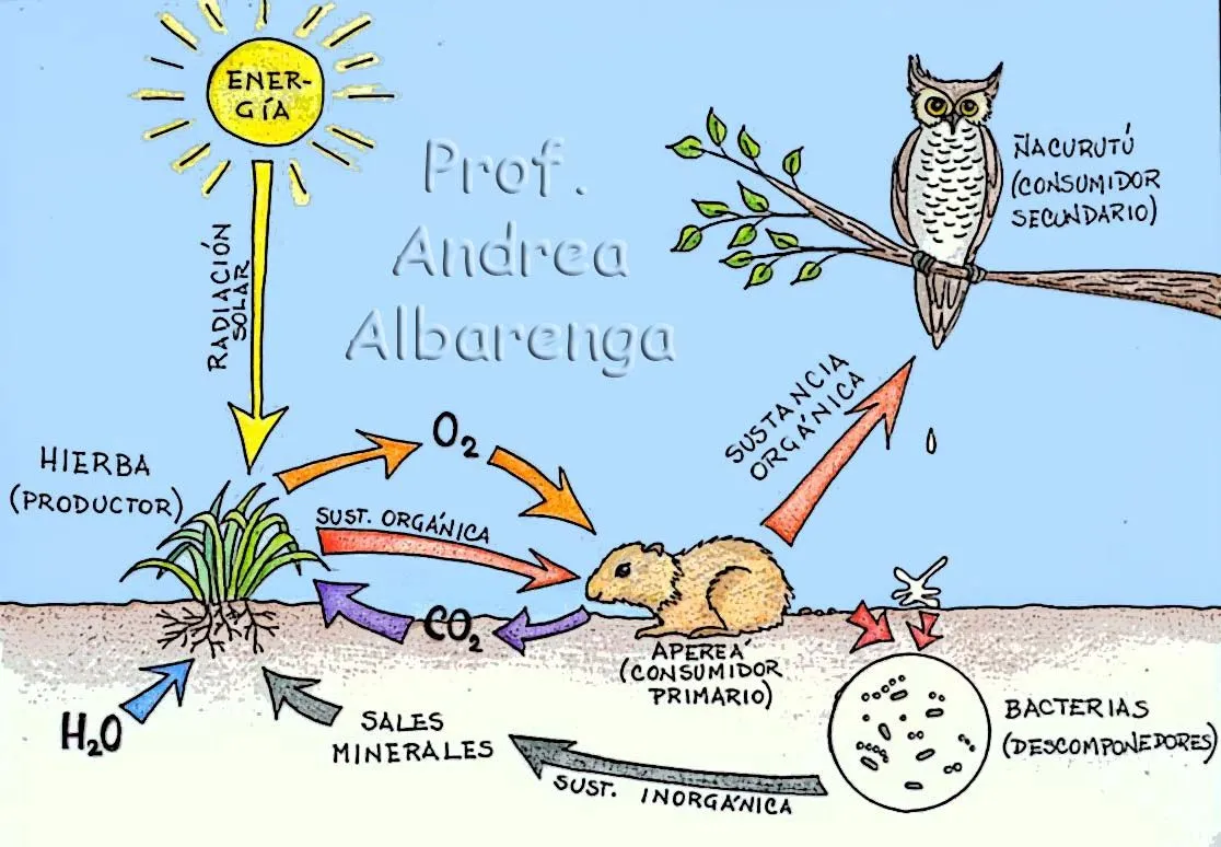 GUÍA DE APRENDIZAJE SENA No. 2 | Ecología y medio ambiente