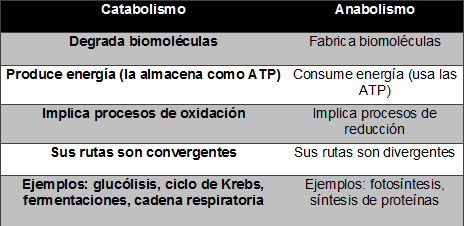 Biología: la ciencia de la vida: Metabolismo de los seres vivos