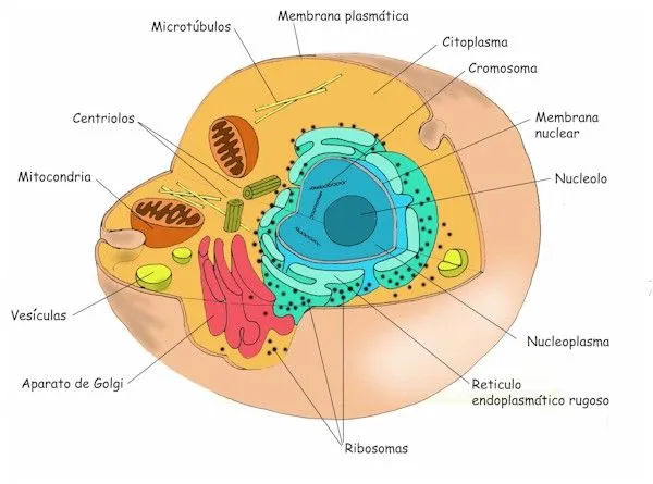 BIOLOGÍA: Dibujo esquemático de célula animal