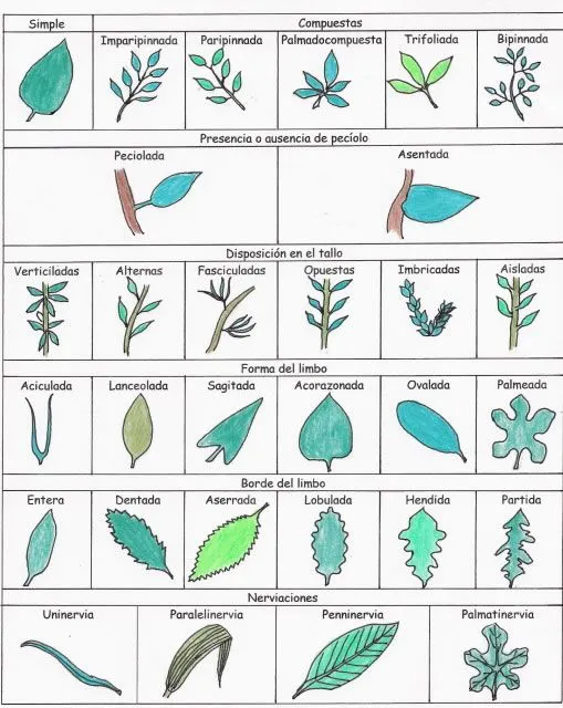 Biología didáctica: Clasificación de las Hojas - Pamer 1