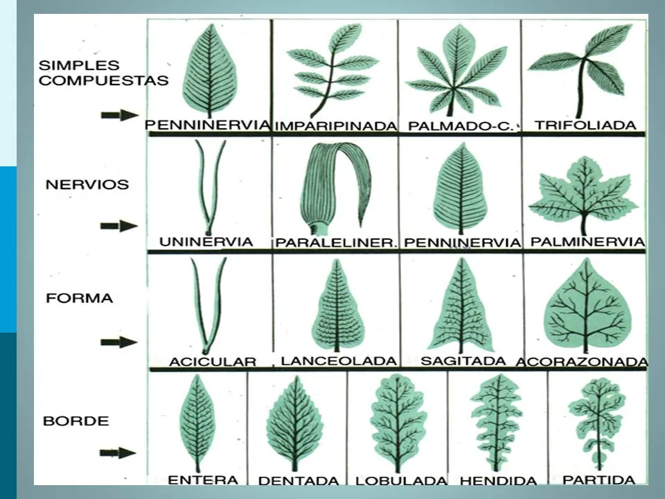 Biología didáctica: Clasificación de las Hojas - Pamer 1°