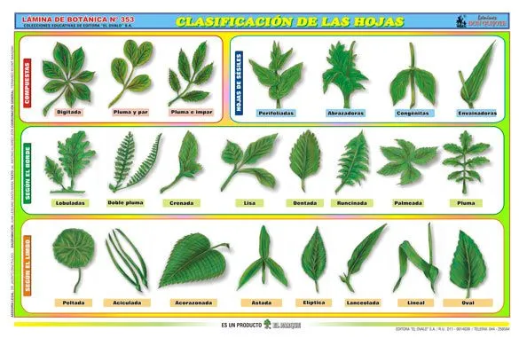 Biología didáctica: Clasificación de las Hojas - Pamer 1