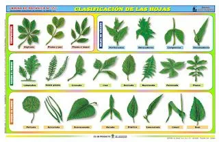 Biología didáctica: Clasificación de las Hojas - Pamer 1