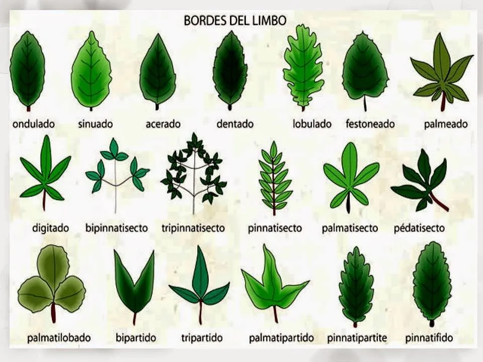 Biología didáctica: NSC 1° - Hojas para el Herbario