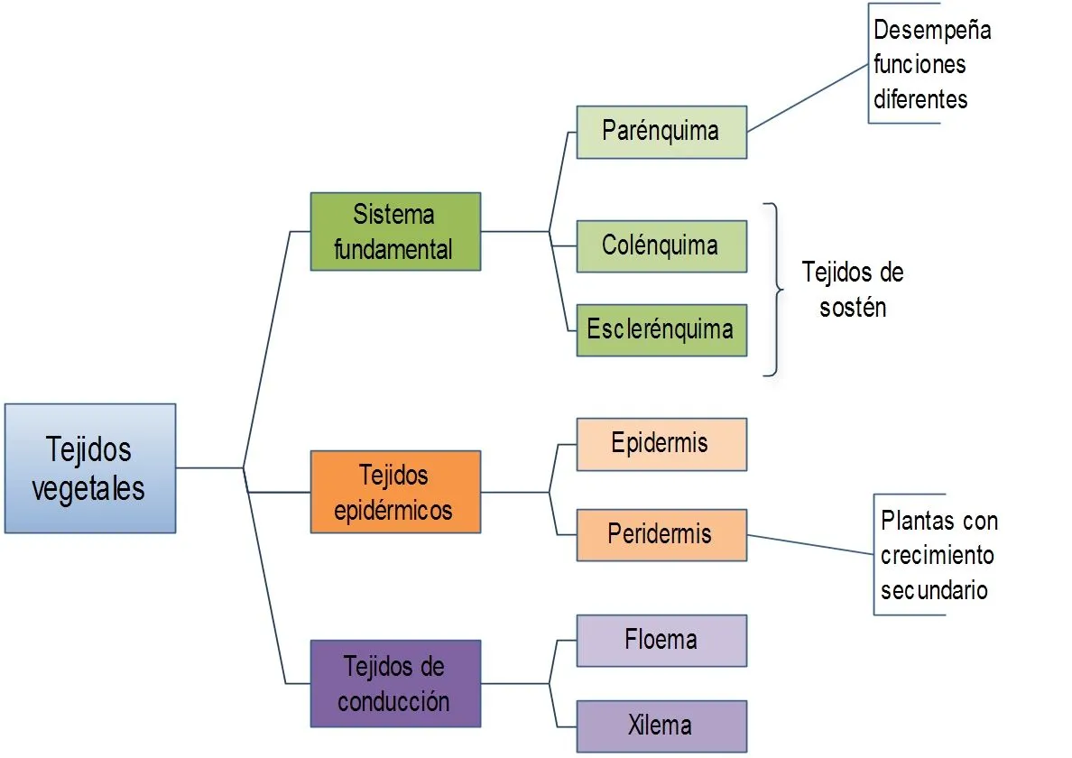 Biologia Dinámica : Tejidos Vegetales