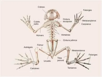 Biologia: Esqueleto de los anfibios