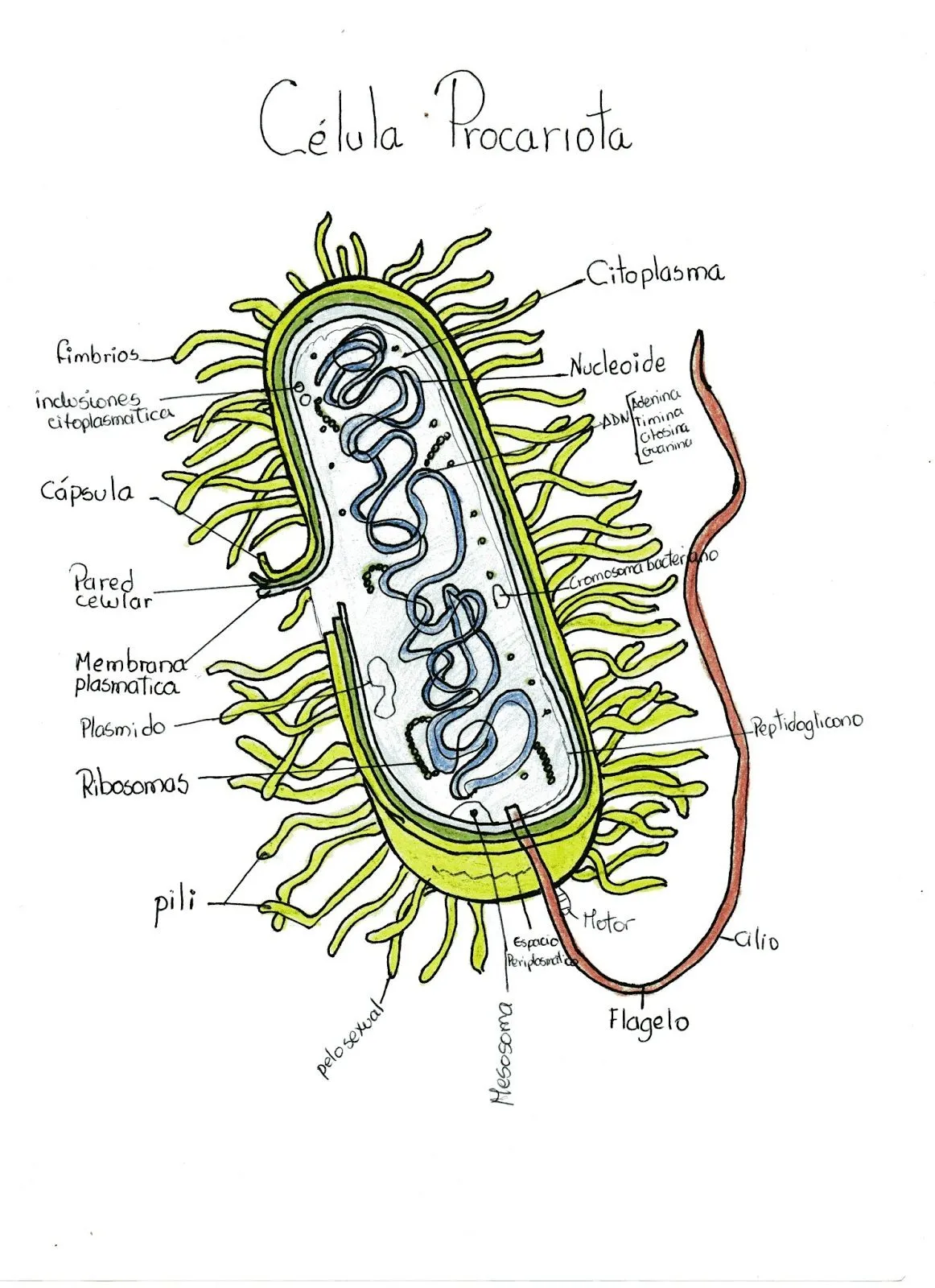 BIOLOGÍA EL ESTUDIO DE LA VIDA