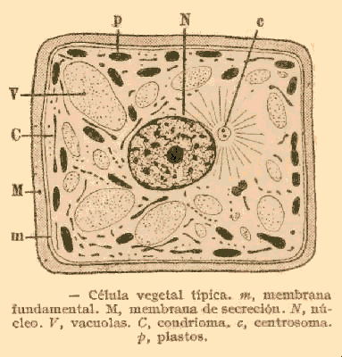 BIOLOGIA GENERAL. La Célula: Citología. El organismo elemental ...