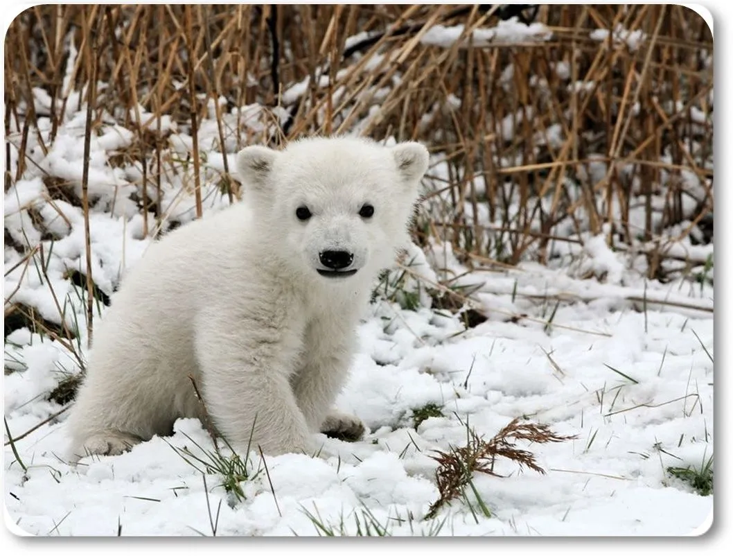 Biología y Geología de 1º Bachillerato: Animales adaptados al ...