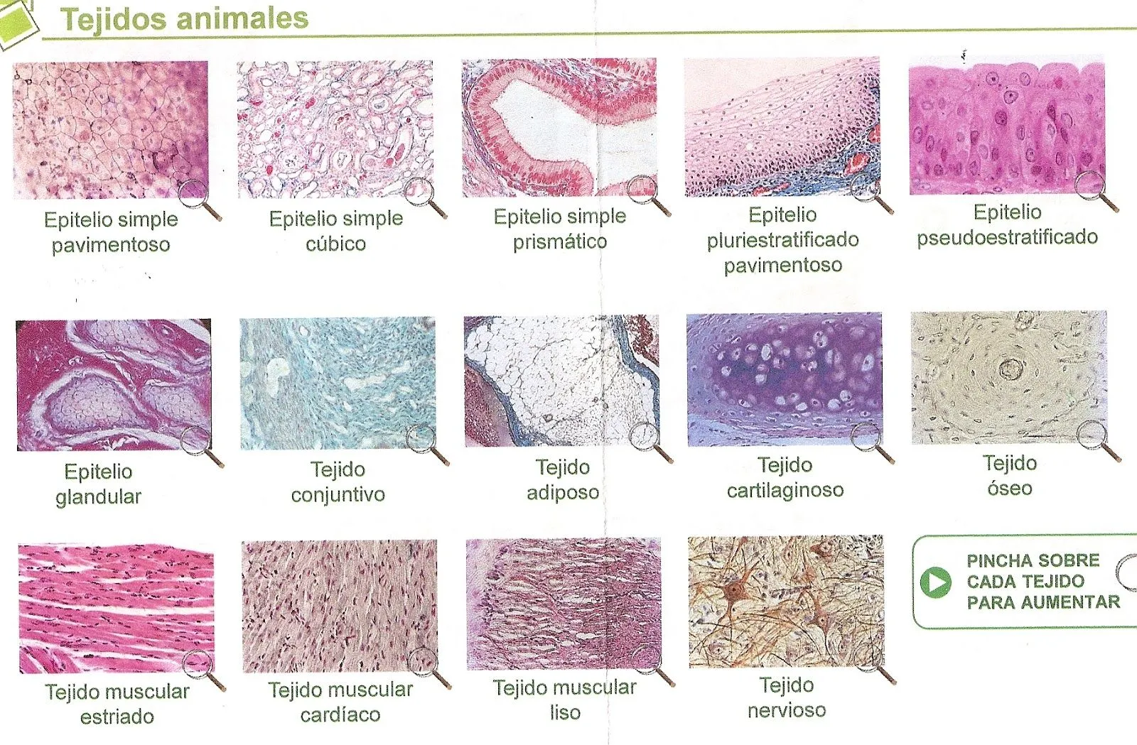 BIOLOGÍA Y GEOLOGÍA 1º BACHILLERATO: Tejidos animales y vegetales