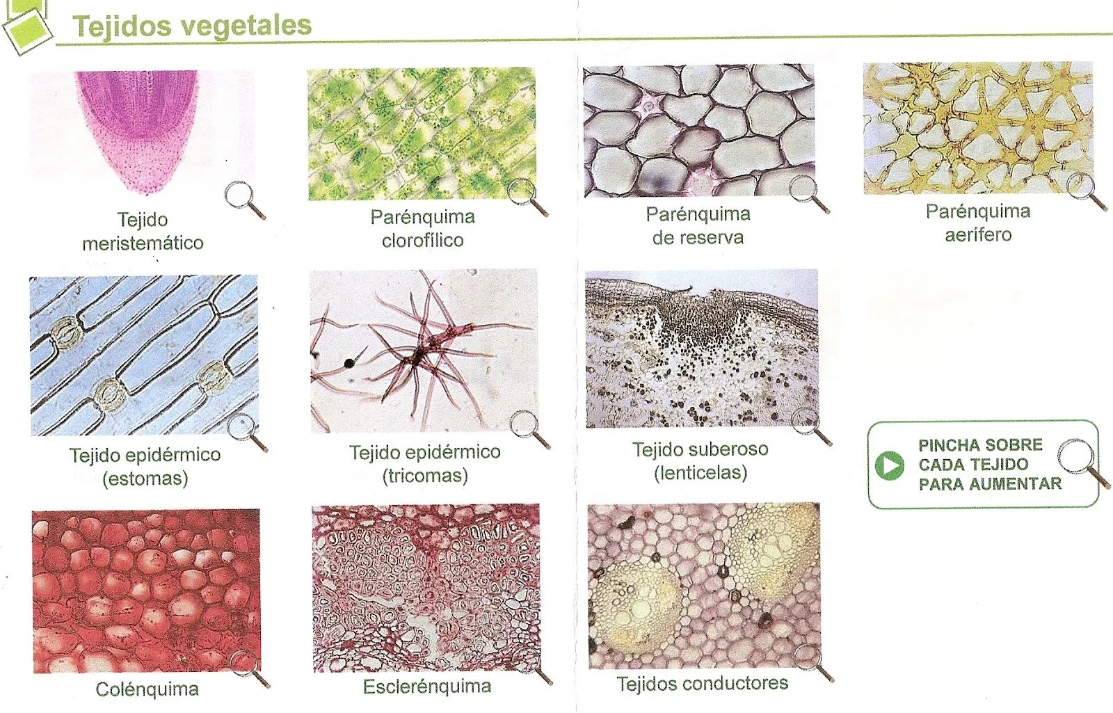 BIOLOGÍA Y GEOLOGÍA 1º BACHILLERATO: Tejidos animales y vegetales