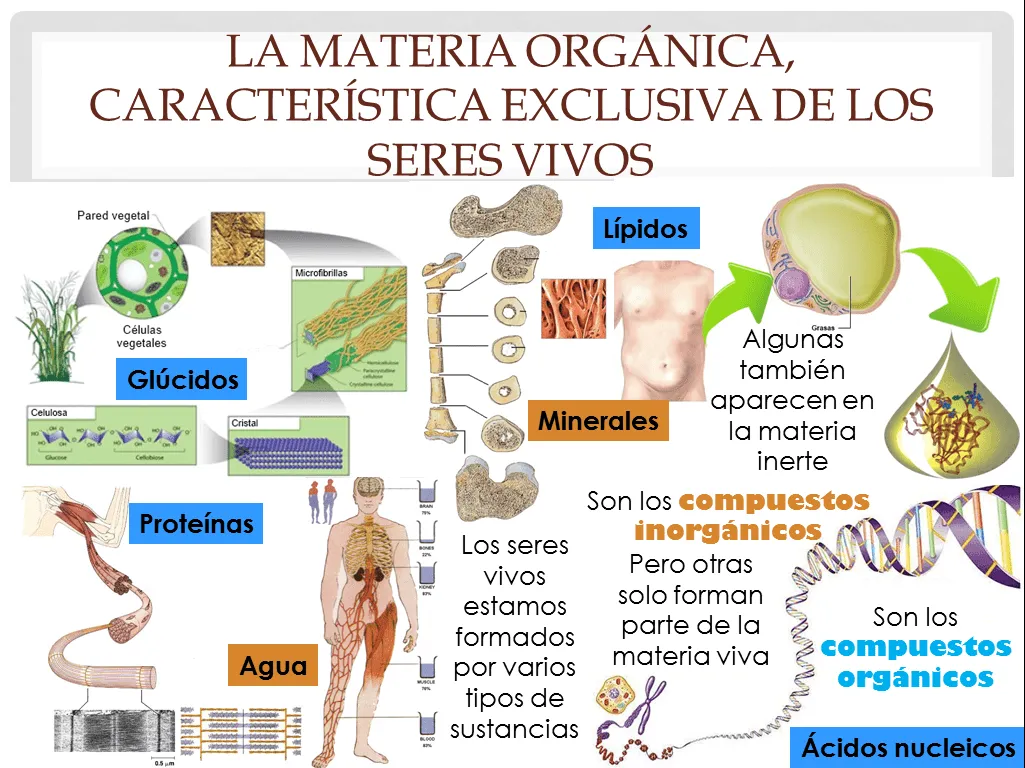 Biología y Geología 2º ESO: Características generales de los seres ...