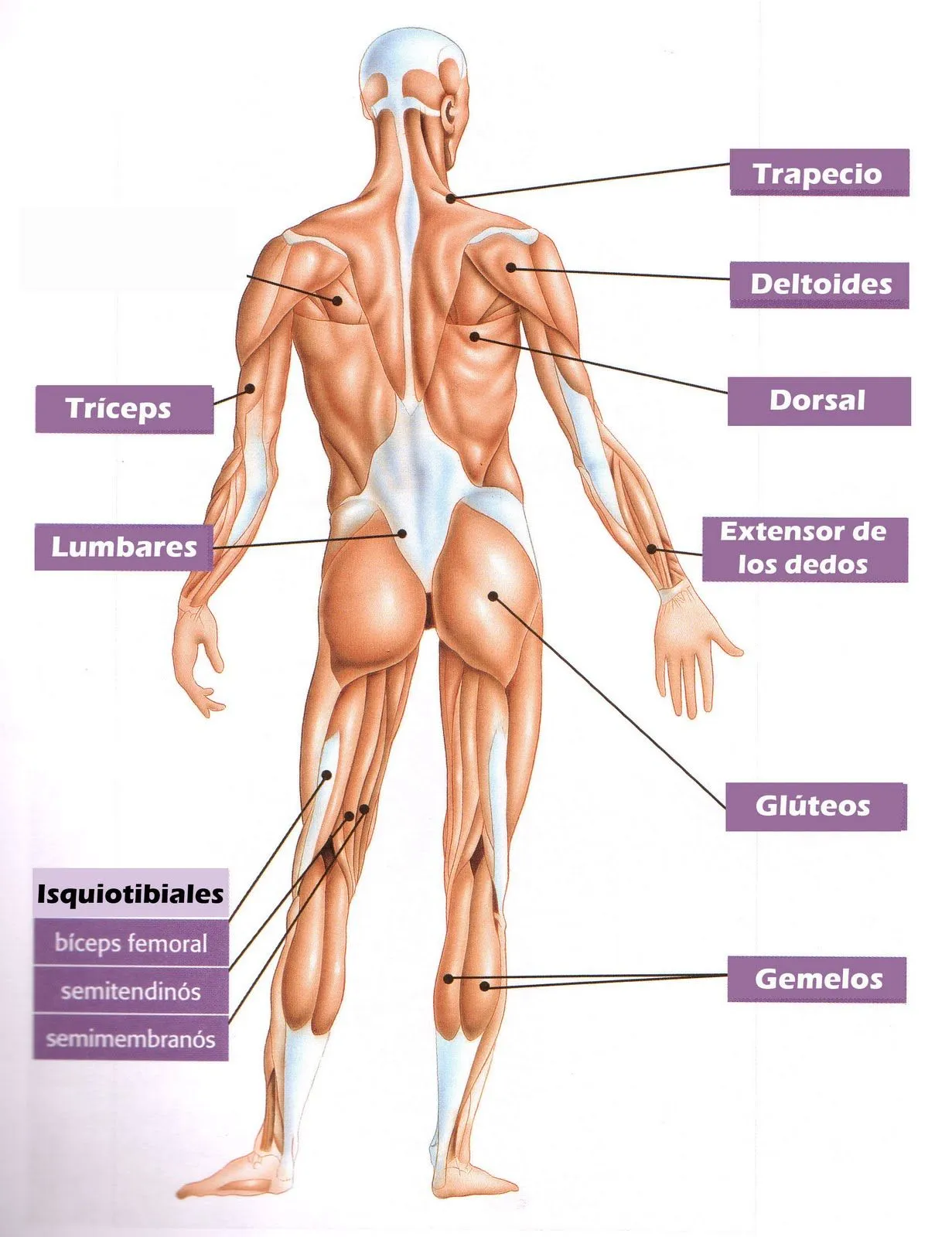 Biología y Geología 3ºESO: Principales músculos del cuerpo humano