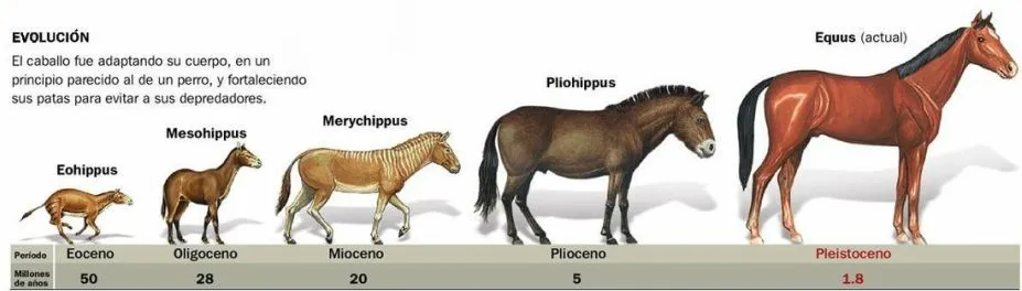 La evolucion de los animales - Imagui