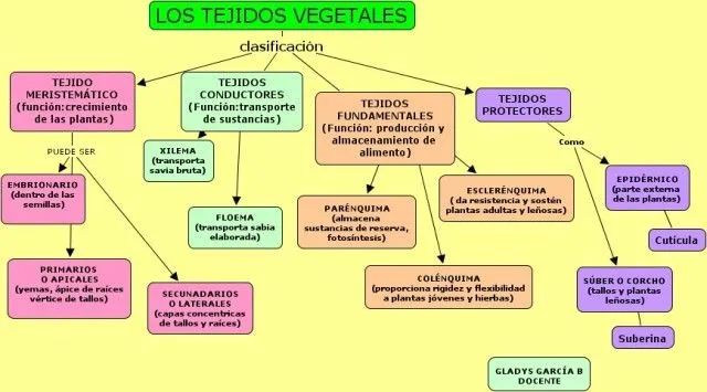 BIOLOGÍA GRADO SEXTO: TEJIDOS