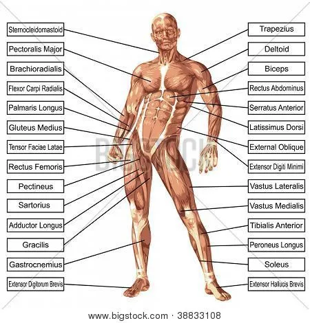 BIOLOGÍA HUMANA