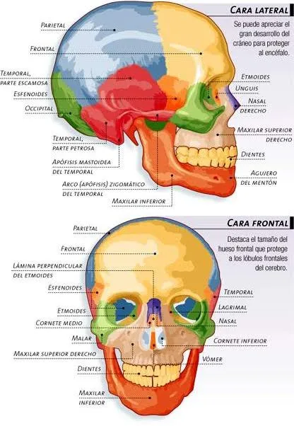 Biología Humana: ESQUELETO AXIAL: CRÁNEO