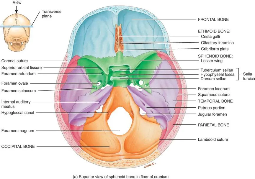 Biología Humana: ESQUELETO AXIAL: CRÁNEO