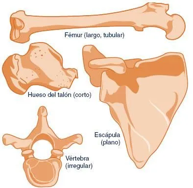 Biología Humana: TIPOS DE HUESOS