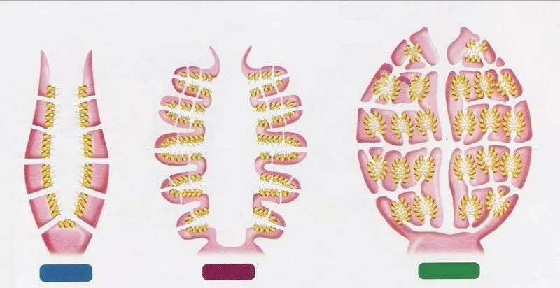 Biología interactiva: abril 2012