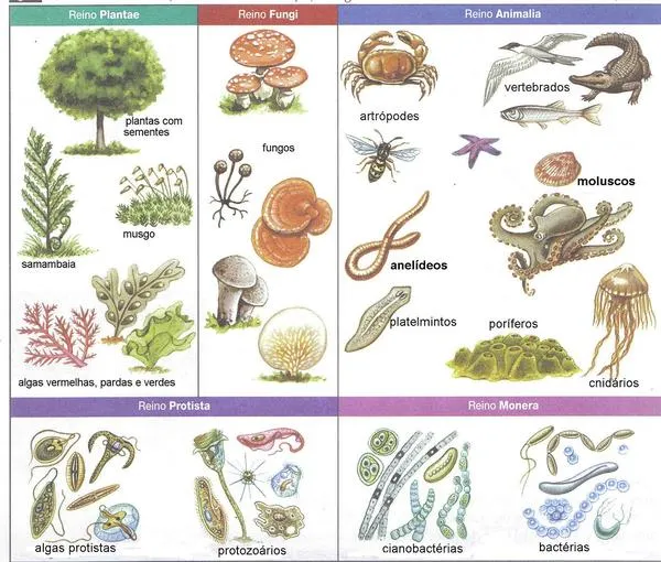 La biología | Libreta de salón