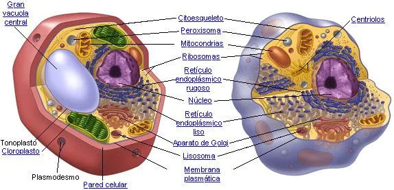 ViRGiNia BioLoGia