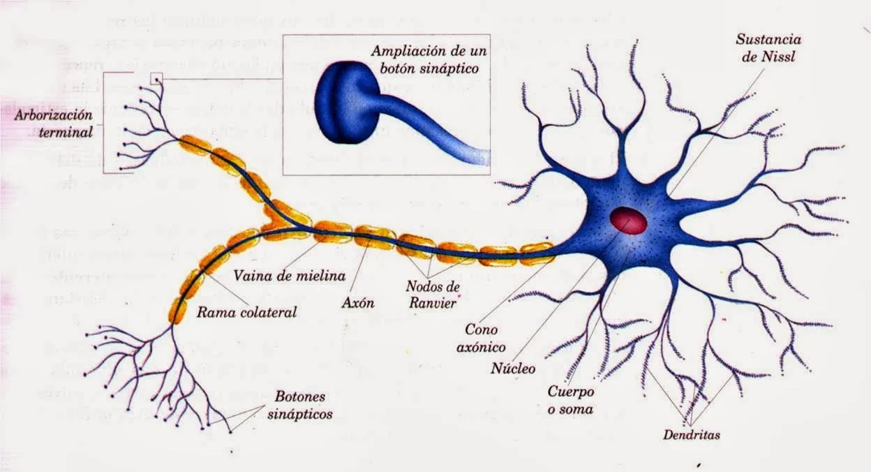 BIOLOGÍA PARA MIS MUCHACHOS: marzo 2014