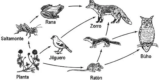 BIOLOGÍA : Niveles de organización