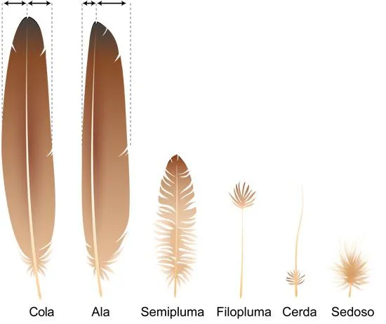 Biologia de las Plumas | ASU - Ask A Biologist