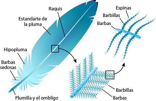 Biologia de las Plumas | ASU - Ask A Biologist