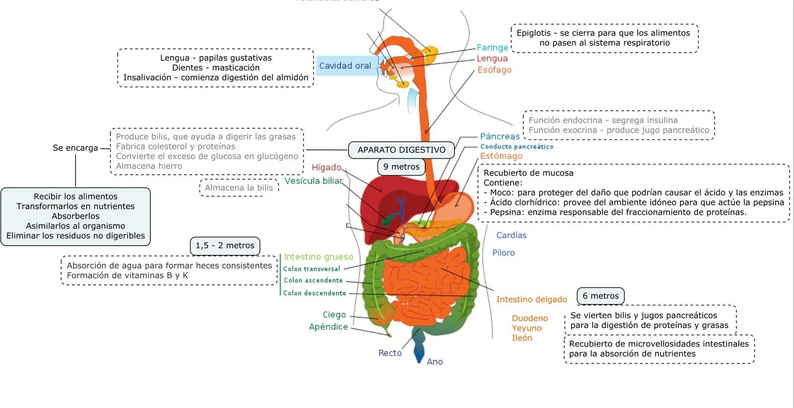 BIOLOGIA PARA LA PRUEBA DE ACCESO A C.F.G.S. Y A   LA UNIVERSIDAD ...