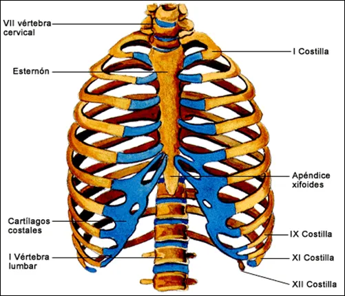 BIOLOGIA QUIMICA EN LA WEB: APARATO LOCOMOTOR