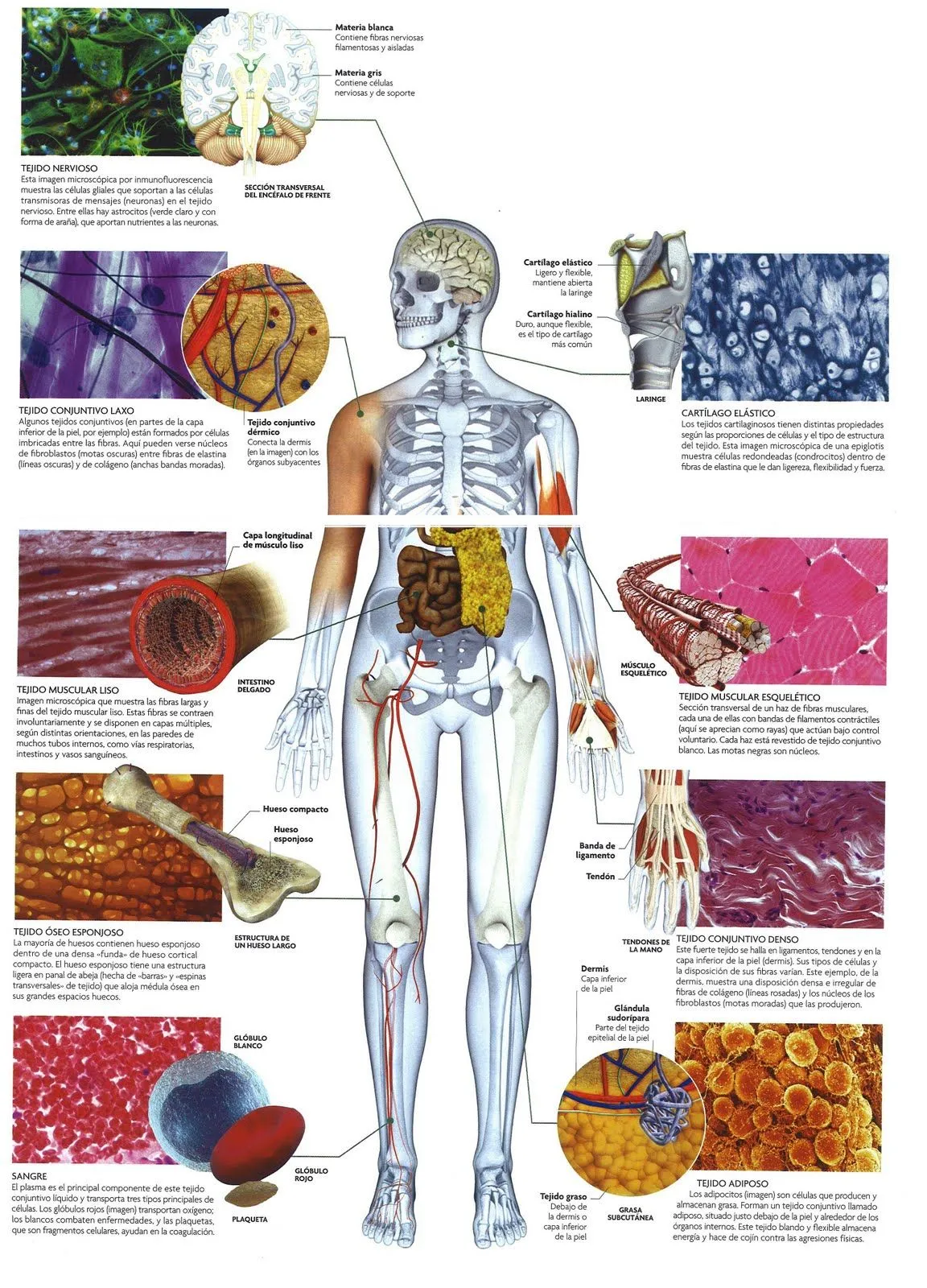 BIOLOGIA QUIMICA EN LA WEB: EL HOMBRE COMO SER PLURICELULAR