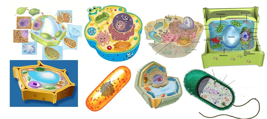 BIOLOGIA "UN MUNDO FASCINANTE"