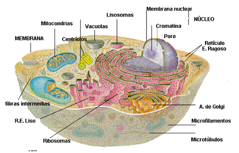 Biología: Recorta y pega éstas imagenes con su nombre ...