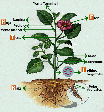 Biología Vegetal: Hoja-