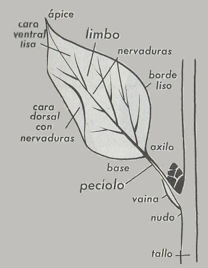 Biología Vegetal: Hoja-