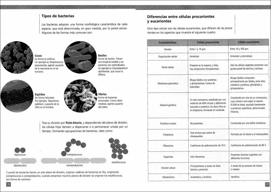 La biología y... YHON: Tipos de bacterias