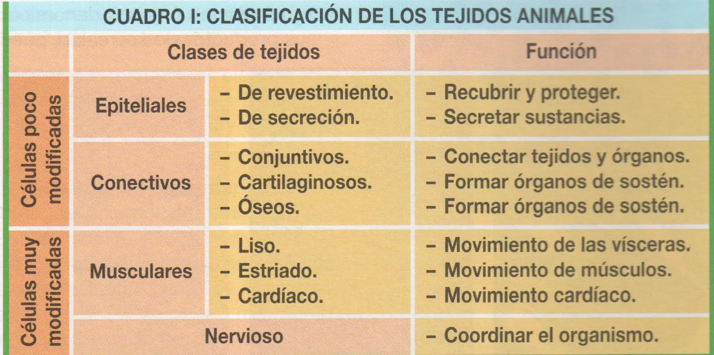 Biología para zanakas: 8.-Tema 3 - Tejidos Animales