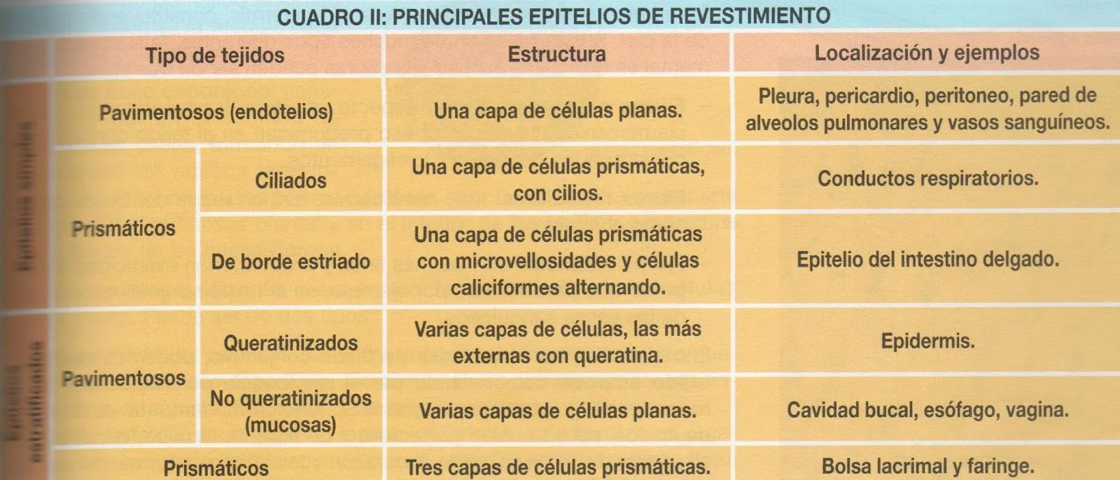 Biología para zanakas: 8.-Tema 3 - Tejidos Animales