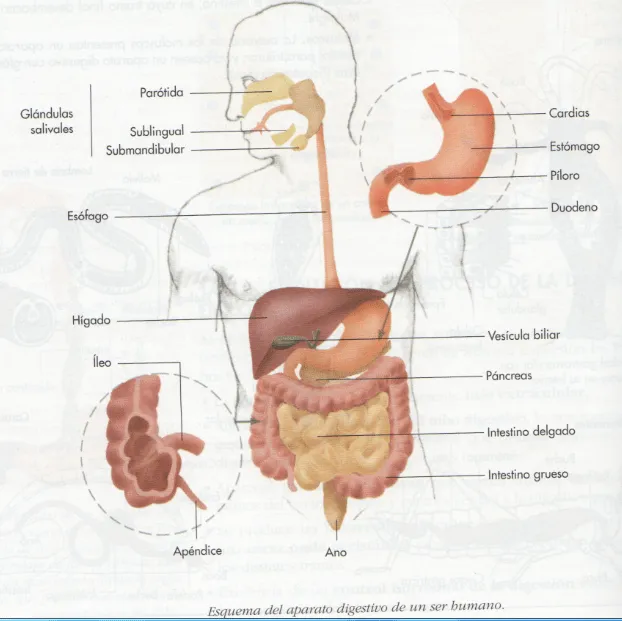 Biología para zanakas: 9.-Tema 4 - Nutrición I, Aparato Digestivo ...