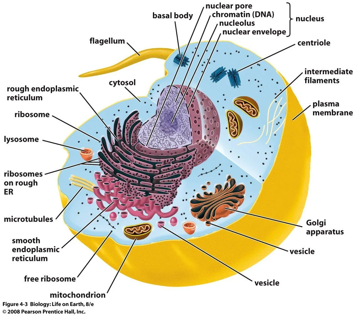 BiologìaICP