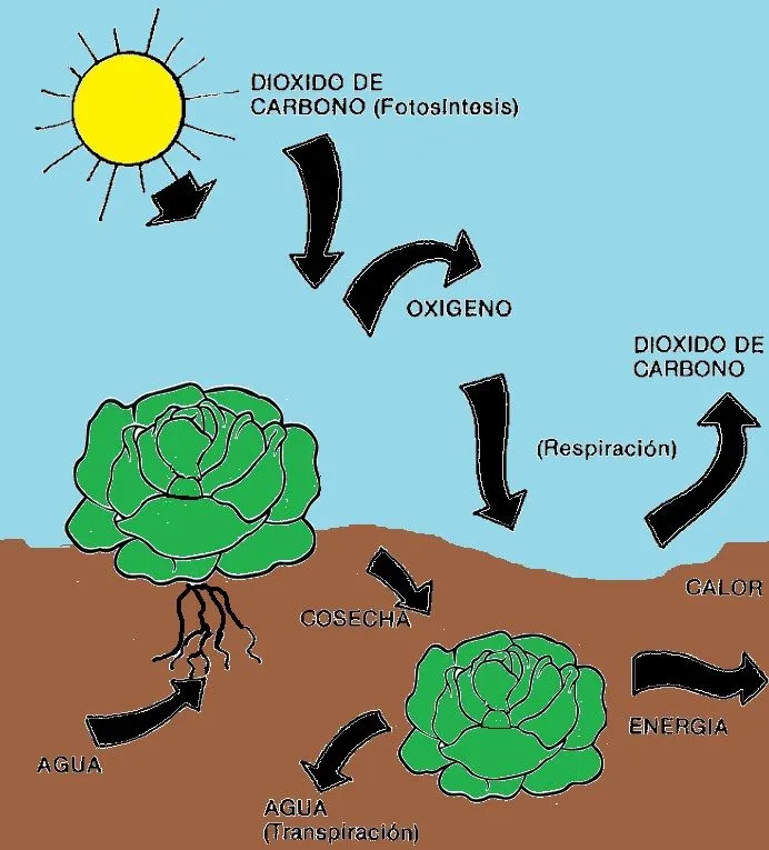 BIOQUIMICA: RESPIRACION MITOCONDRIAL EN LAS HORTALIZAS