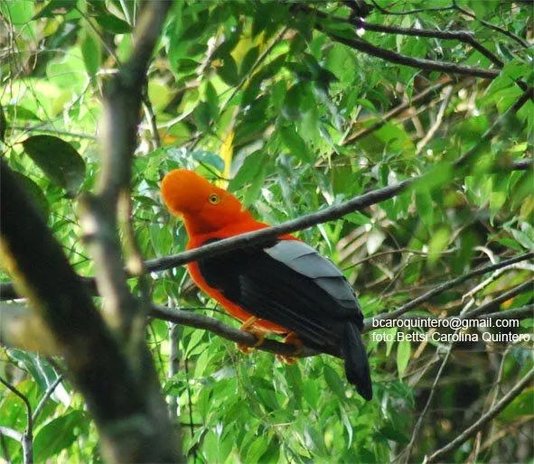 BIOTOURAVES DE VENEZUELA: Fotos de Aves Altos de Sucre